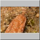 Tortricidae sp - Wickler 01b 10mm Sandgrube.jpg